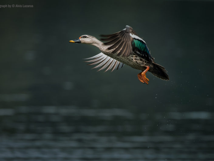 Bird in Flight – How to capture birds in flight (BIF) ?