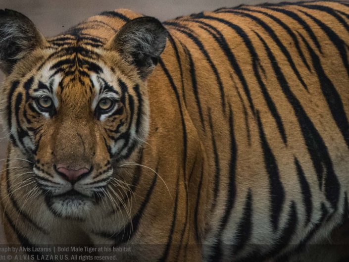 tiger-portrait tiger-closeup wildlife wild photography