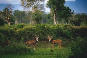 Spotted Deers at Bandipur Wild Habitat
