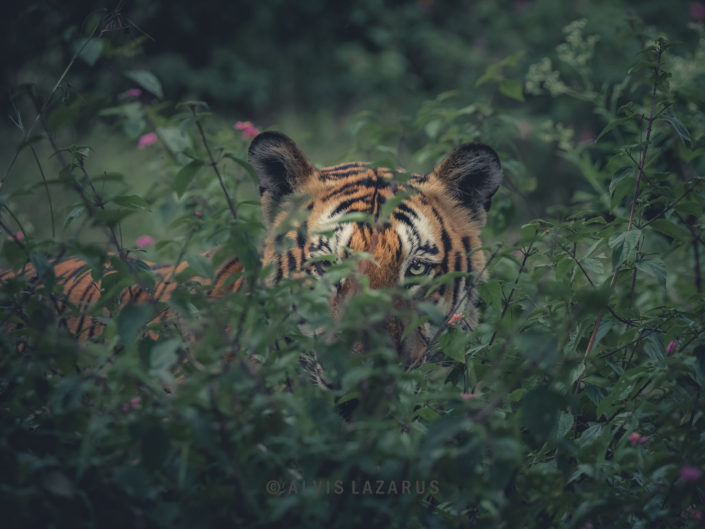 tiger-prince-bandipur tiger-bandipur tigers-india tiger-shot amur-tiger