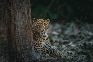 leopard-portrait leopard-on-ground indian-leopard leopard-habitat leopard-picture wildife-photography award-winning-wildlife-photographs