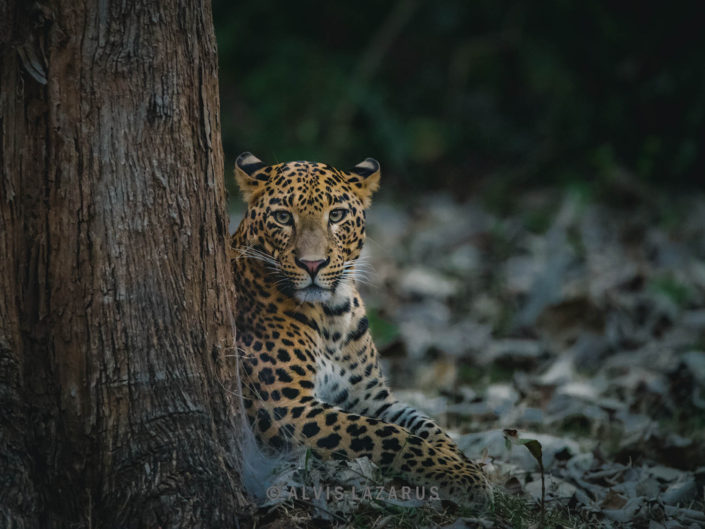 leopard-portrait leopard-on-ground indian-leopard leopard-habitat leopard-picture wildife-photography award-winning-wildlife-photographs