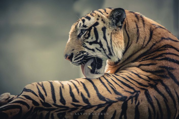 Wild Tiger of Indian Jungles
