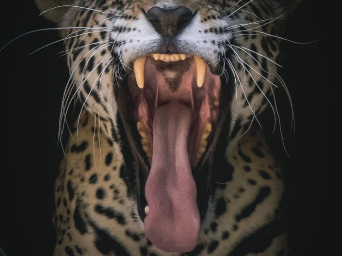 Portrait of a Jaguar jaguar-jaws jaguar-closeup jaguar-picture
