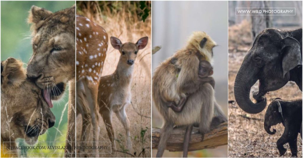 wildlife-photography learn-wildlife-photography wildlife-photographer-india wildlife-photographer-india wildlife-love-moments