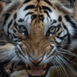 wild tiger snarl wildlife photographer
