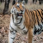 pench tigress wildlife wild photography
