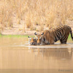 widlife photography tiger cub wild photography