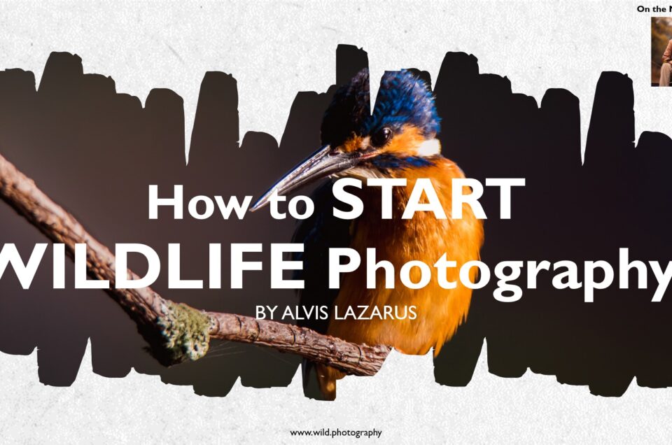 Step By Step Explanation On How To Start Wildlife Photography Alvis Lazarus