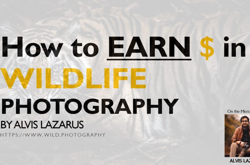Earn Money Through Wildlife Photography Alvis Lazarus