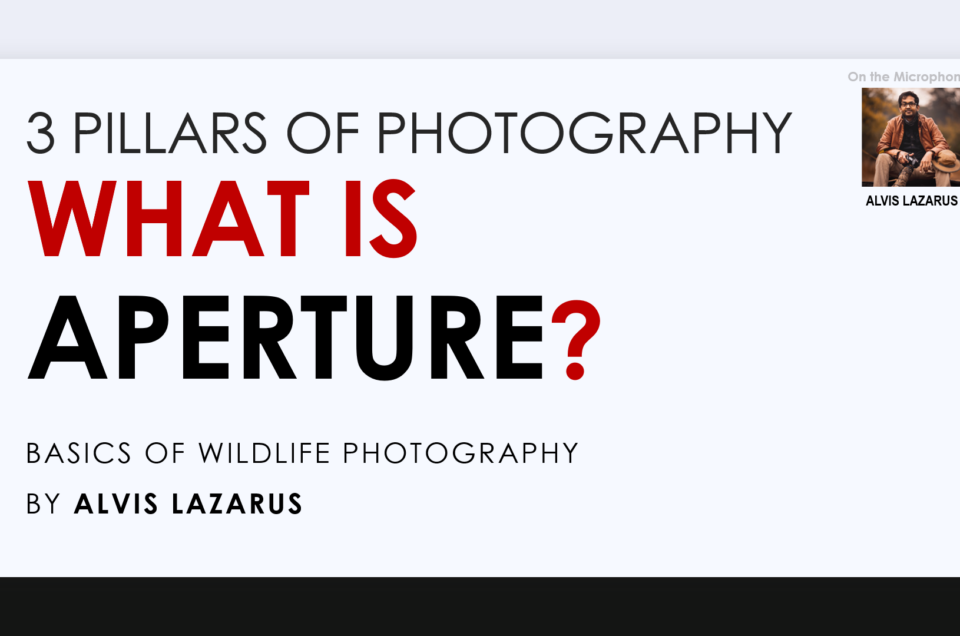 What is Aperture 3 Pillars of Photography Wild Photography Alvis Lazarus