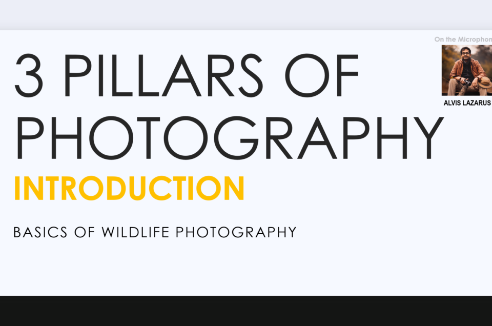 3 Pillars of Photography Introduction Wild Photography Alvis Lazarus