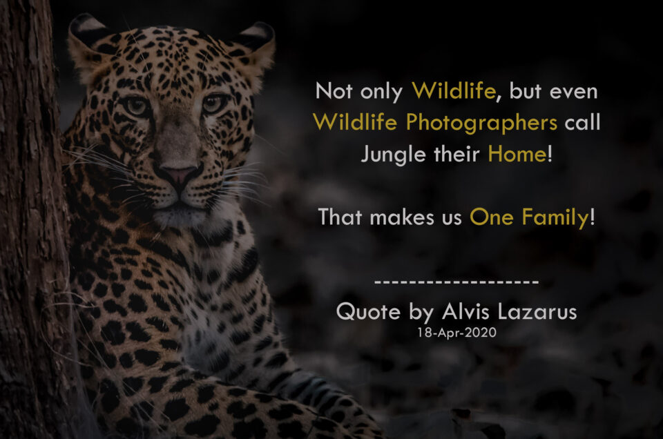 Wildlife Photographer Alvis Lazarus Quote