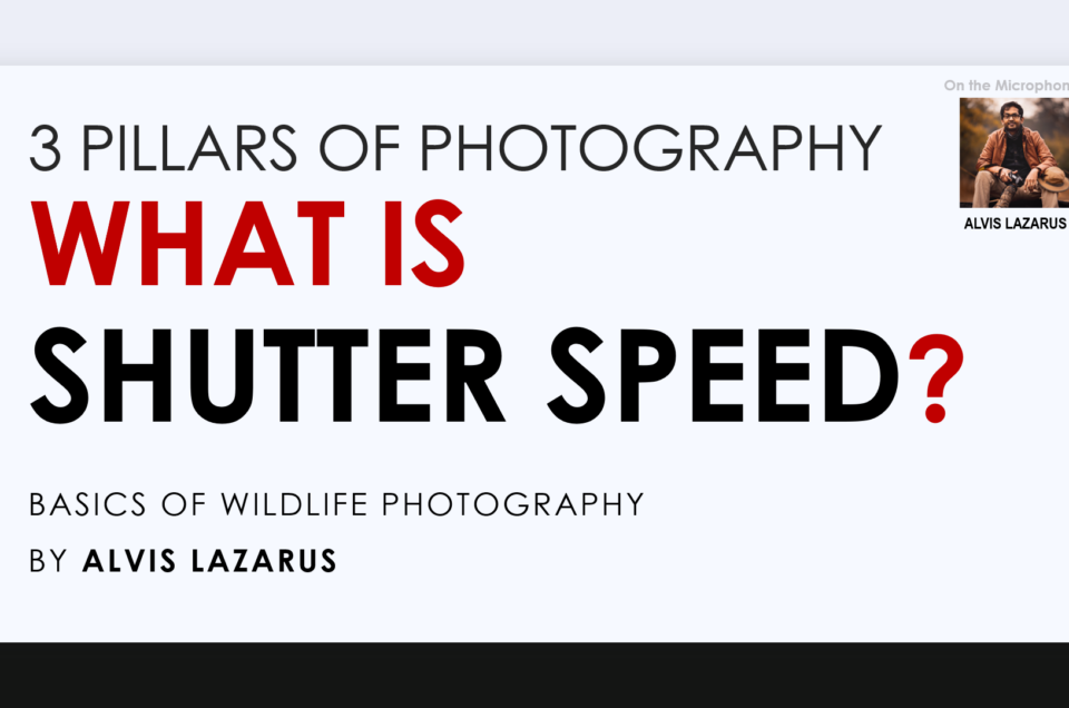 What is Shutter Speed? Learn the nuances of Shutter Speed and be Creative in your Wildlife work!