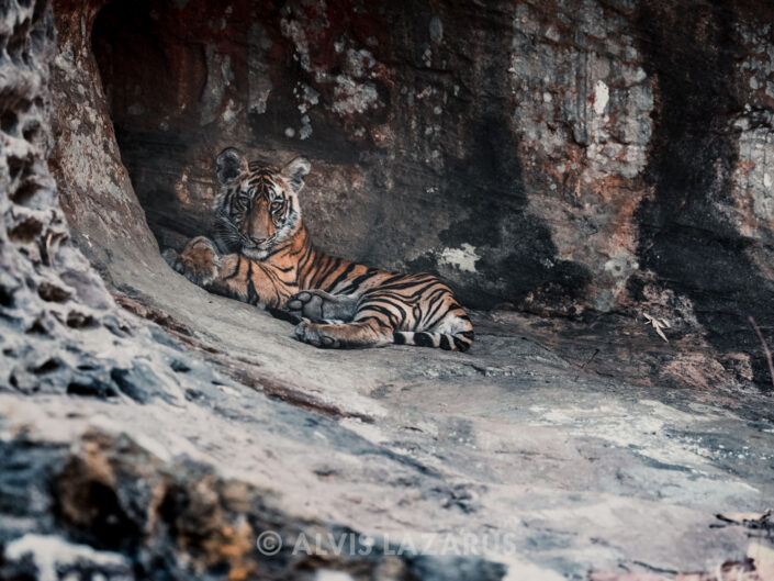 Wild Tigers of India