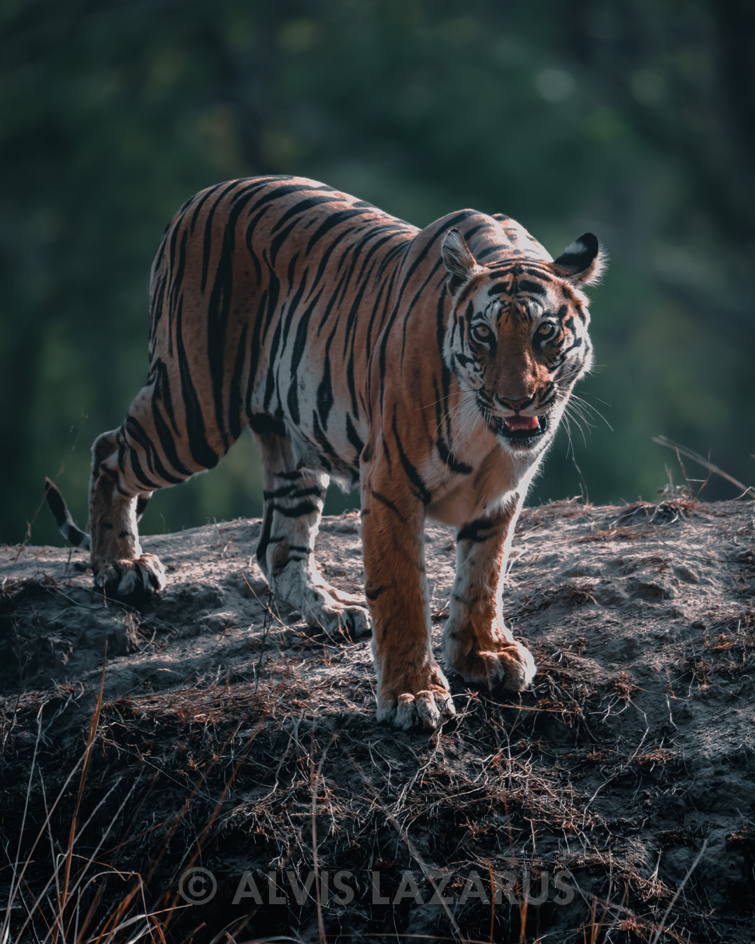 Alvis lazarus Wildlife Photography tiger