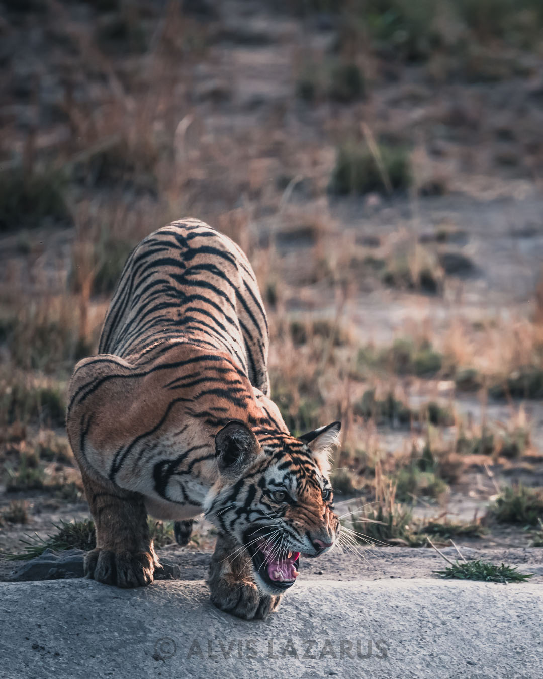 Alvis lazarus Wildlife Photography tiger