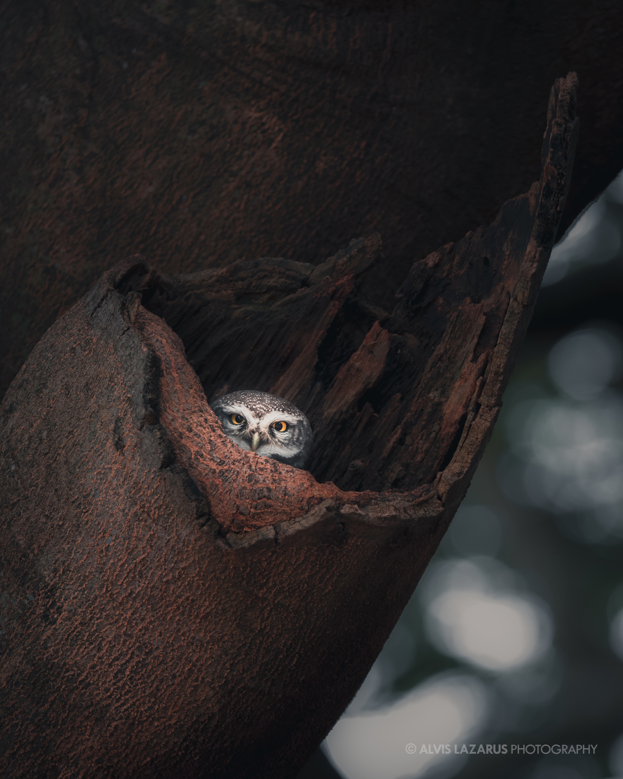 An Owl’s Peek-a-boo